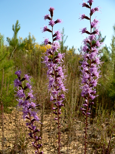 {Liatris elegantula}